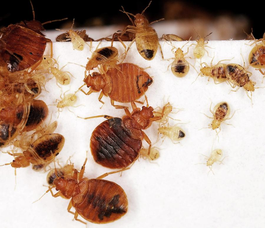 Bed Bug Adults And Nymphs Photograph by Stephen Ausmus/us Department Of Agriculture