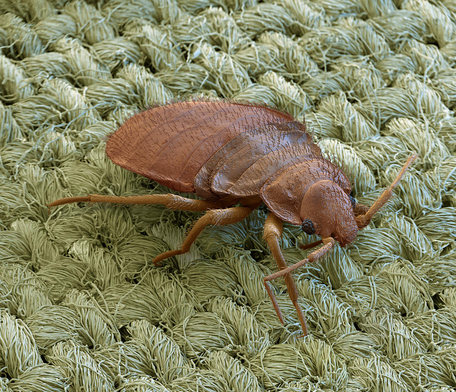 Insects Photograph - Bed Bug, Cimex Lectularius, Sem by Eye of Science