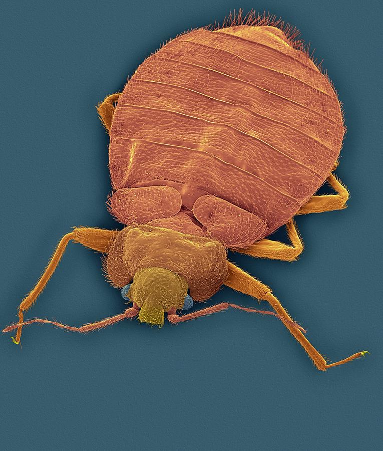 Bed Bug Photograph by Dennis Kunkel Microscopy/science Photo Library
