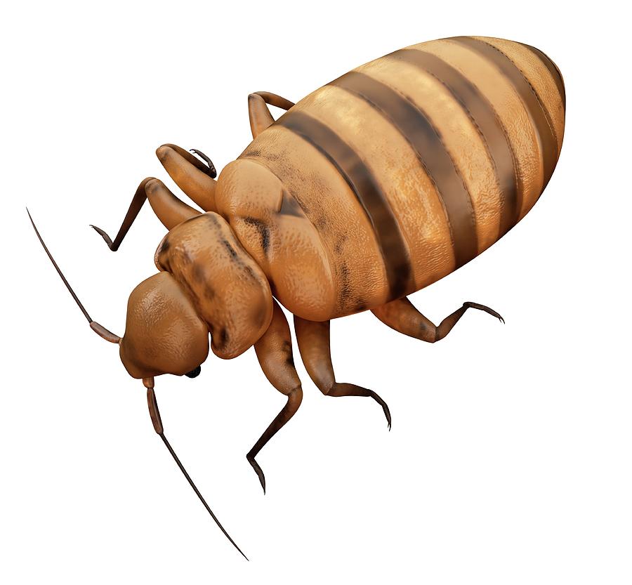 Bed Bug by 3Dmedisphere / Science Photo Library