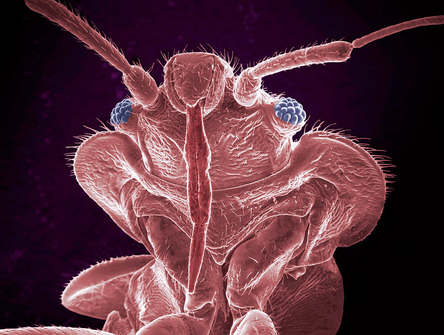 Bed Bug Photograph by Thierry Berrod, Mona Lisa Production