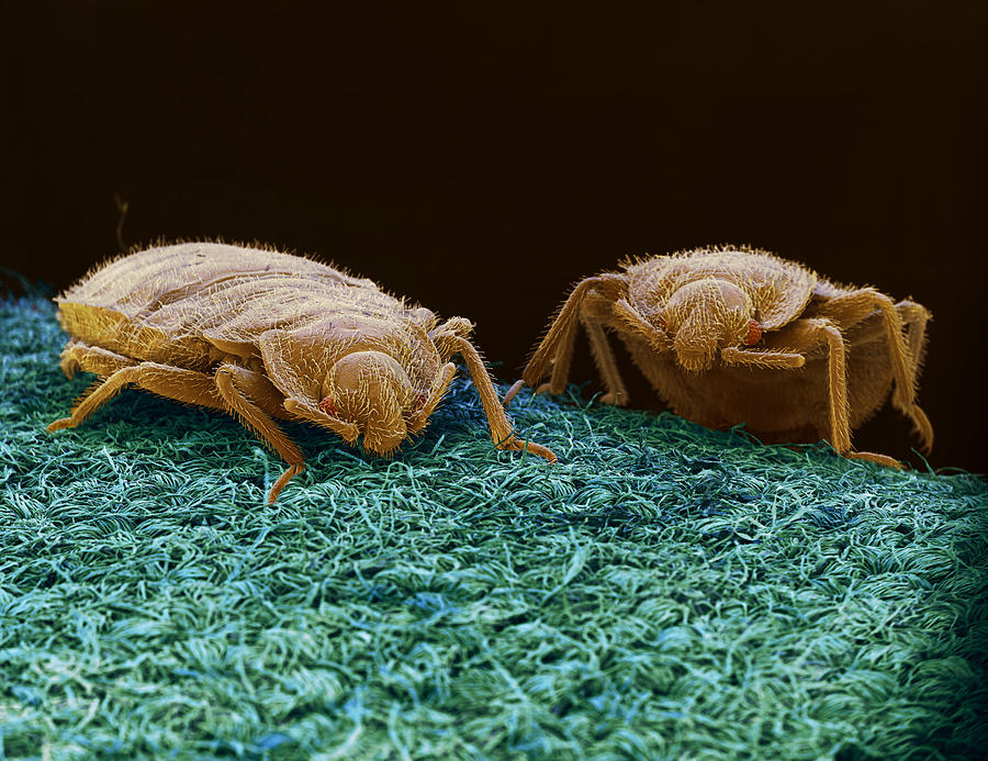 Bed Bugs Photograph by Eye of Science
