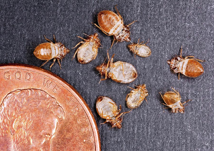 Bed Bugs With A Us One Cent Coin Photograph by Stephen Ausmus/us Department Of Agriculture
