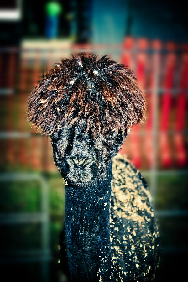 Animal Photograph - Bed Head by Colleen Kammerer