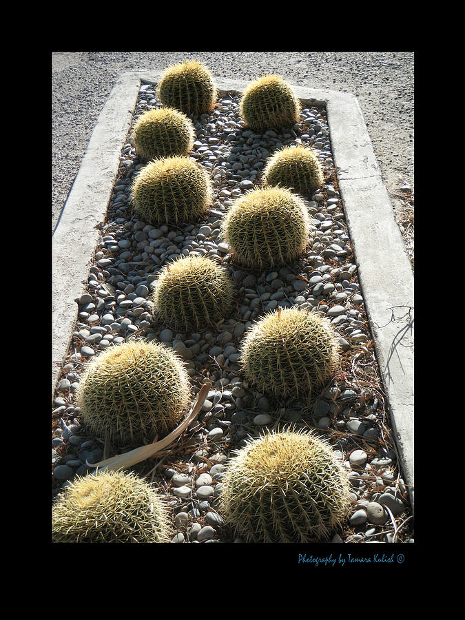 Arizona Photograph - Bed of Barrel Cacti by Tamara Kulish Arizona Photograph - Bed of Barrel Cacti by Tamara Kulish