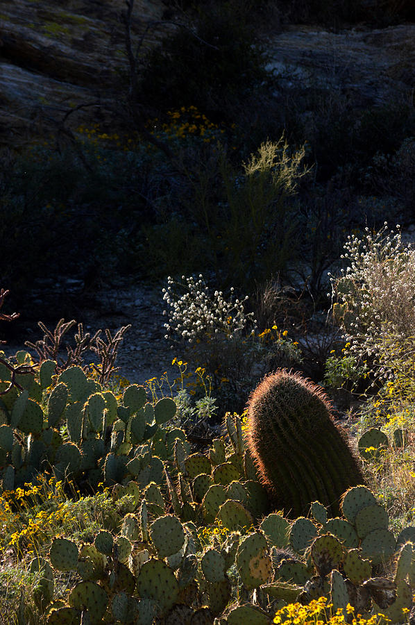 Bed of Cactus Photograph by Michael McGowan