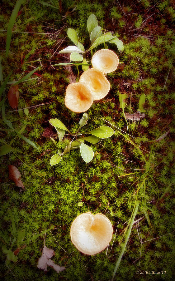Bed of Green Photograph by Brian Wallace Fine Art America