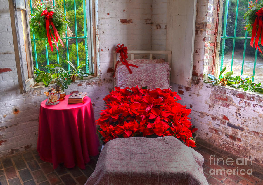 Bed Of Poinsettias Photograph by Kathy Baccari