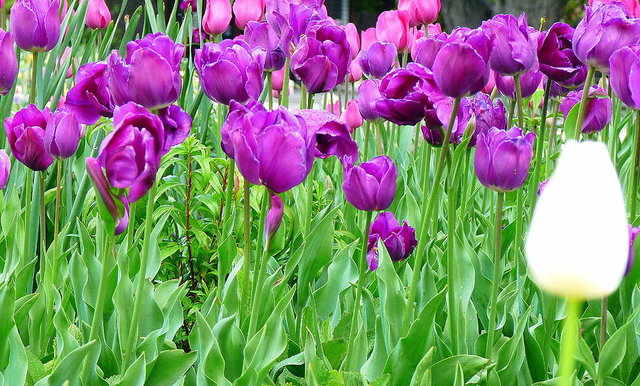 Bed of Purple Tulips and Single White Tulip Photograph by Jeff Lowe
