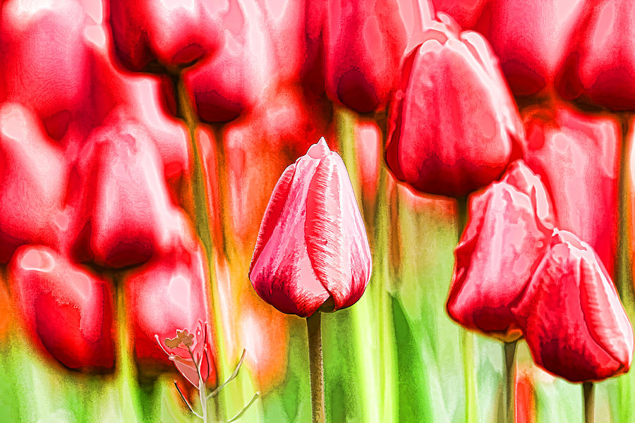 Tulip Photograph - Bed of Red Tulips by Peggy Collins