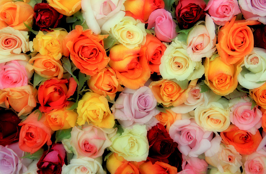 Bed Of Roses Photograph by Tony Grider