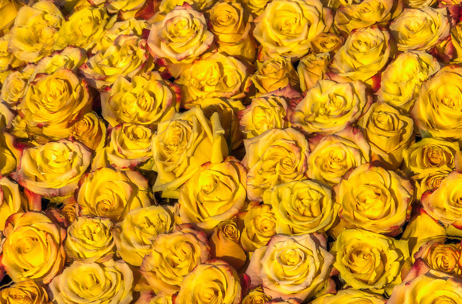 Bed of Yellow Roses Photograph by Connie Cooper-Edwards
