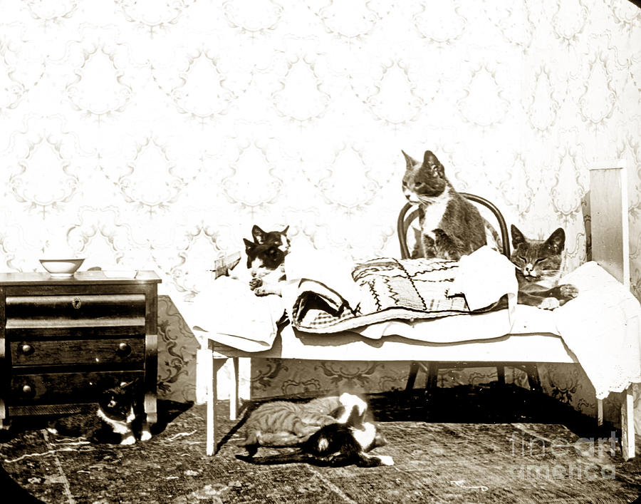 Cat Photograph - Bed time for Kitty cats Histrica Photo circa 1900 by Monterey County Historical Society