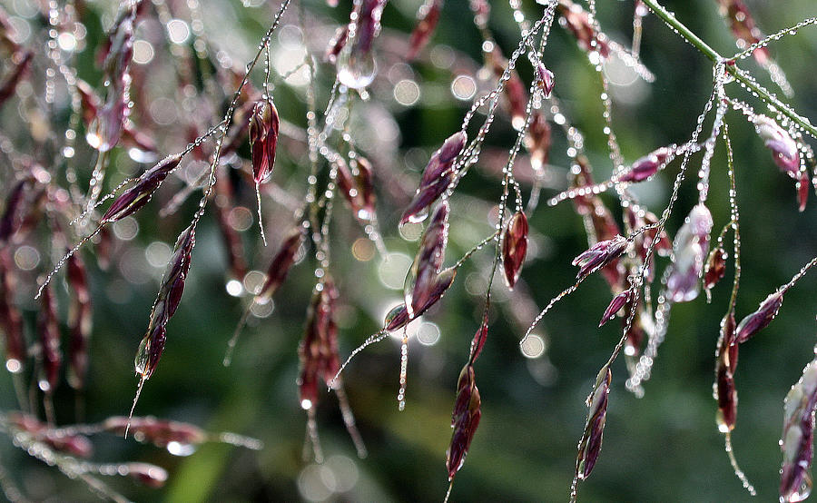 Bedazzled with Rain Droplets Photograph by Ellen Tully