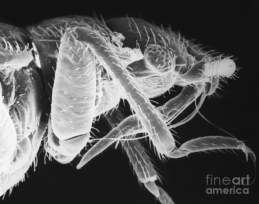 Bedbug Head Photograph by David M. Phillips