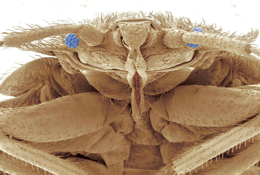 Bedbug Photograph by Thierry Berrod, Mona Lisa Production/ Science Photo Library