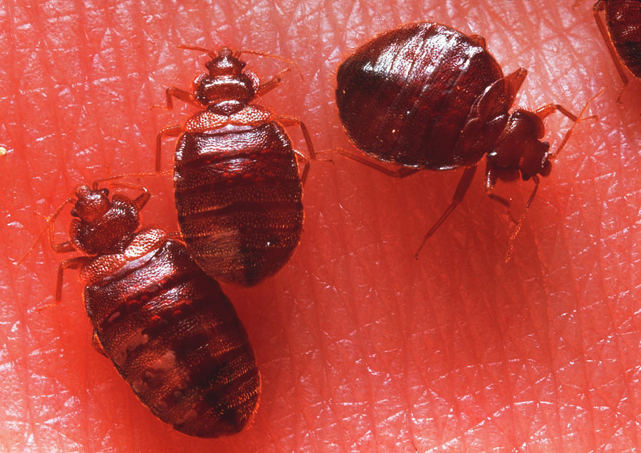 Wildlife Photograph - Bedbugs by Sinclair Stammers/science Photo Library