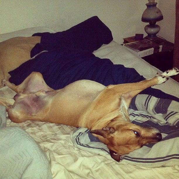 Dog Photograph - Bedhog! #pibble #apbtmix #silly #dog by Anne Simon
