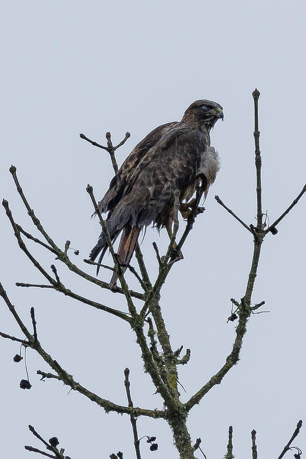 Bedraggled Red Tailed Hawk Photograph by Belinda Greb