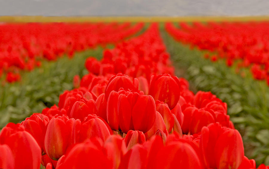 Tulip Photograph - Beds of Red by Peggy Collins