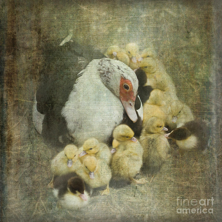 Duck Photograph - Bedtime Story by Liz  Alderdice