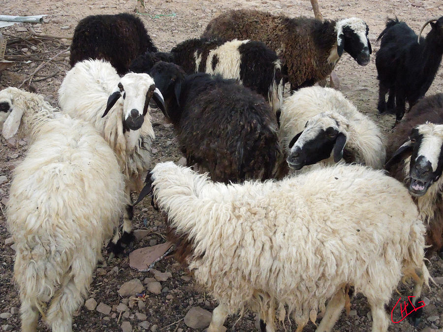 Beduin Sheep Farm Desert Sinai Egypt Photograph by Colette V Hera ...