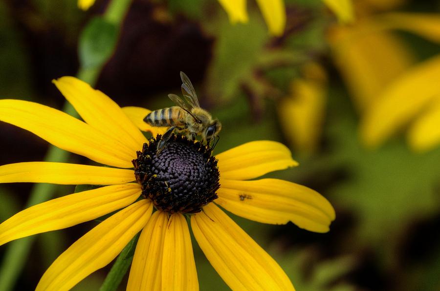 Bee 3 Photograph by Deborah Ritch