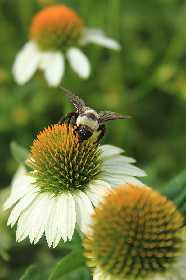 Bee 7 Photograph by Reid Callaway