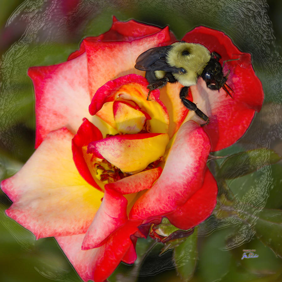 Flower Digital Art - Bee A Rose by Joe Paradis