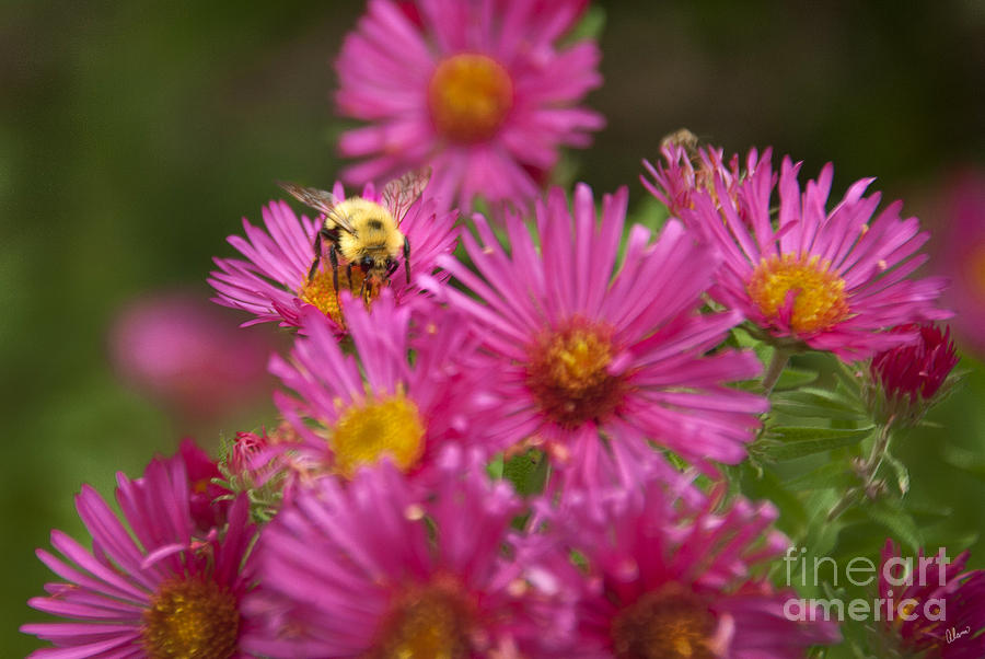 Bee Photograph by Alana Ranney