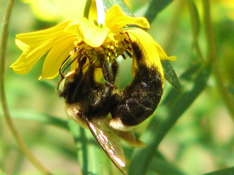Bee All In Photograph by Cleaster Cotton
