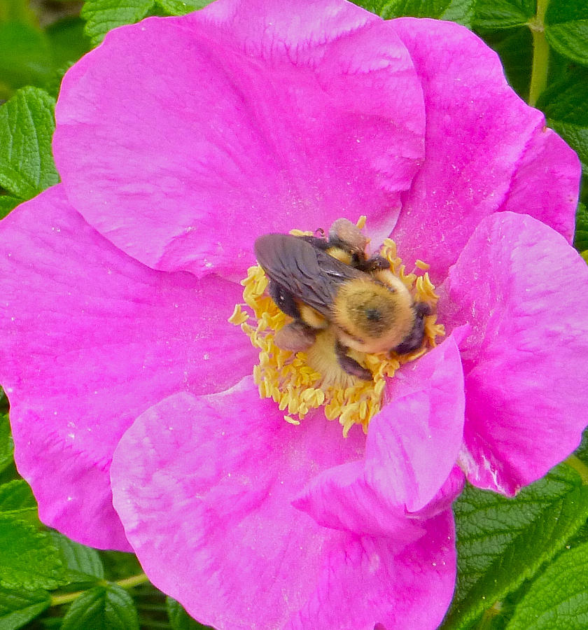 Bee among beach roses Photograph by Ellen Paull