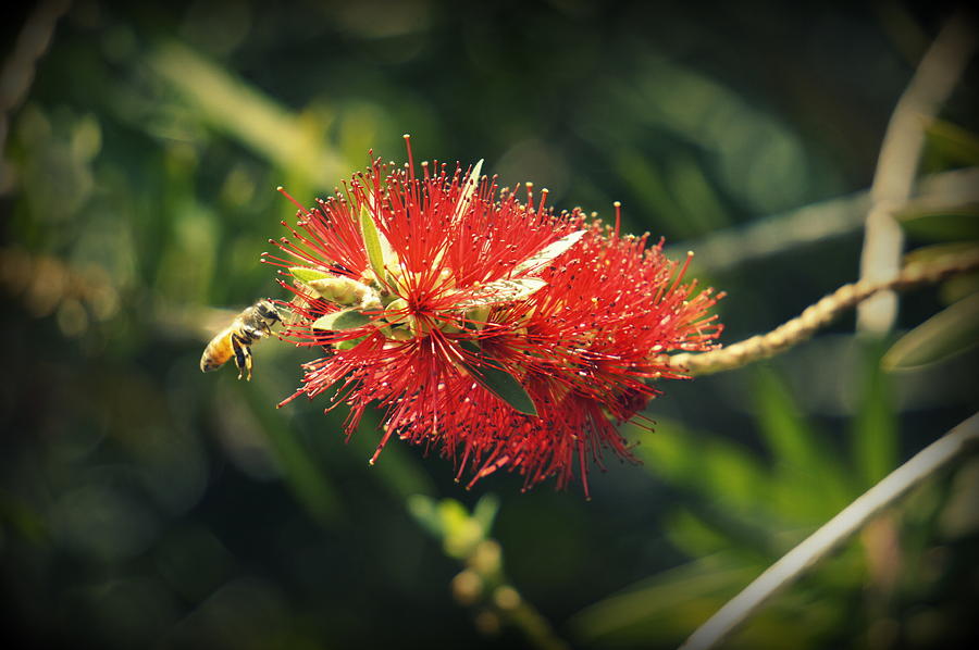 Bee and a Bottlebrush Photograph by Laurie Perry