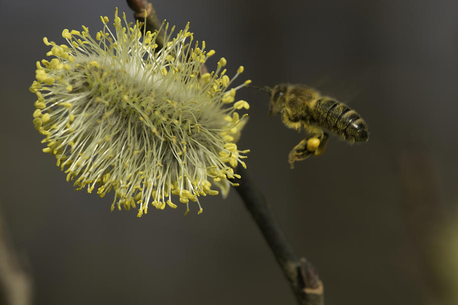 Bee And A Male Flowering Catkin Photograph