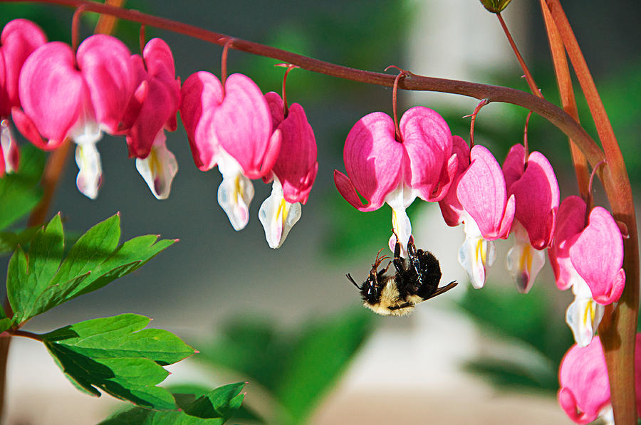 Bee and Bleeding Hearts by Sandy Scharmer Bee and Bleeding Hearts by Sandy Scharmer