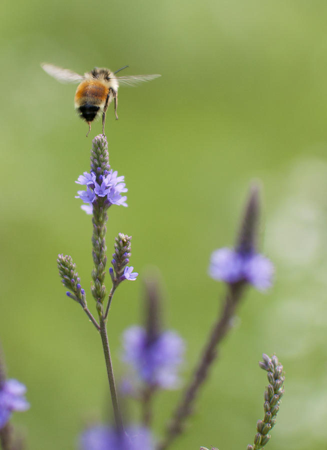 Nature Photograph - Bee and Blue Vervain by Elizabeth Gray