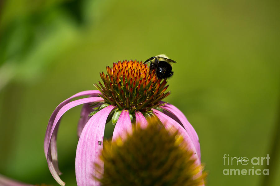 Bee and Echinacea Flower Photograph by Ms Judi