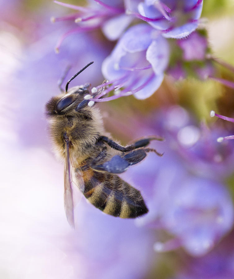 Bee and Echium Photograph by Priya Ghose