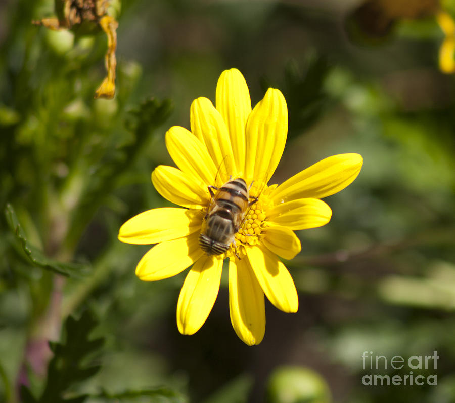 Bee and Flower Photograph by Martin Valeriano