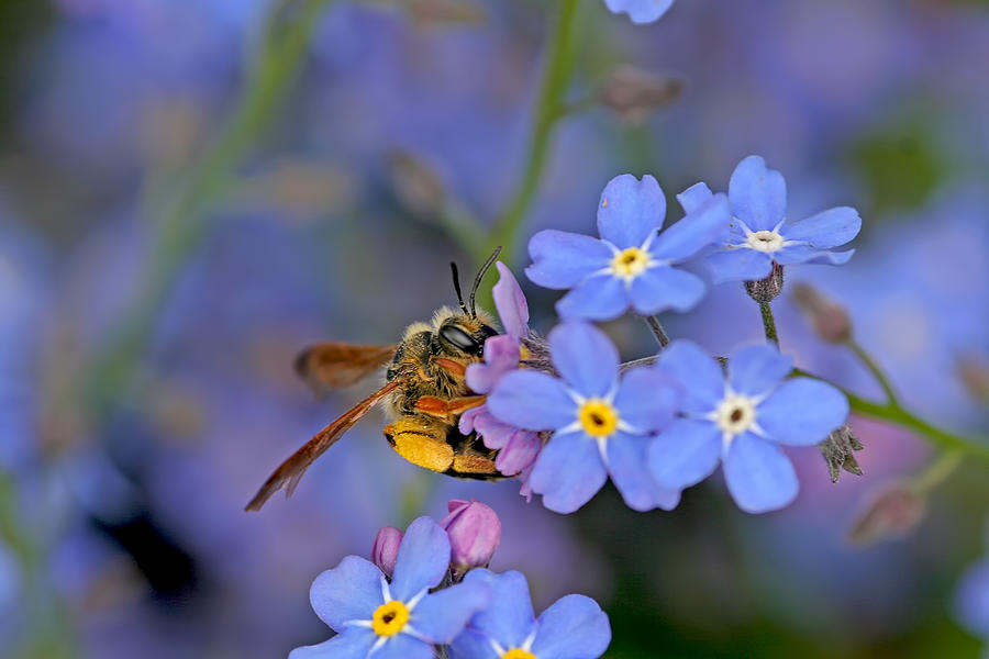 Bee and Forget-Me-Nots Photograph by Peggy Collins