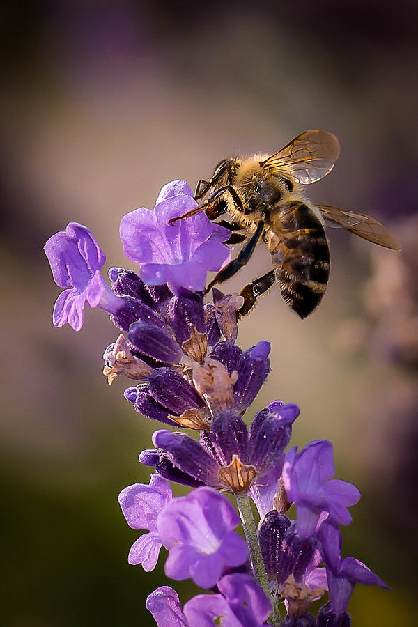 Honeybee Working Lavender Photograph by Len Romanick