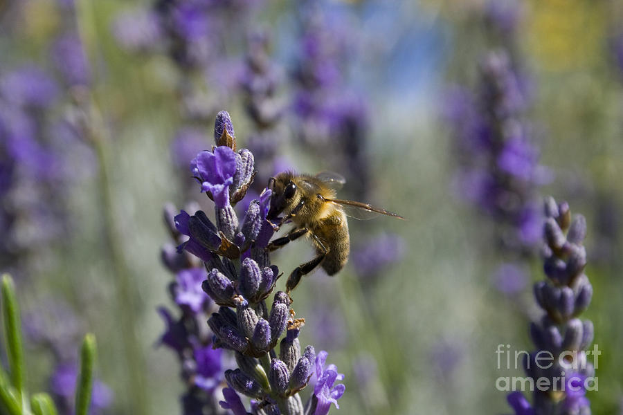 Flower Photograph - Bee and Lavender by Tristyn Lau