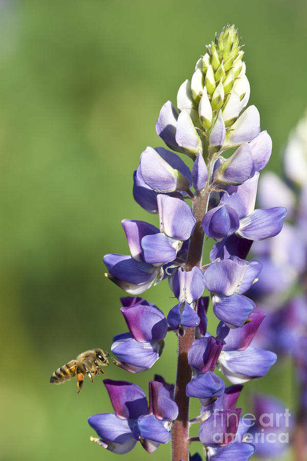 Bee and Lupine Photograph by Bryan Keil