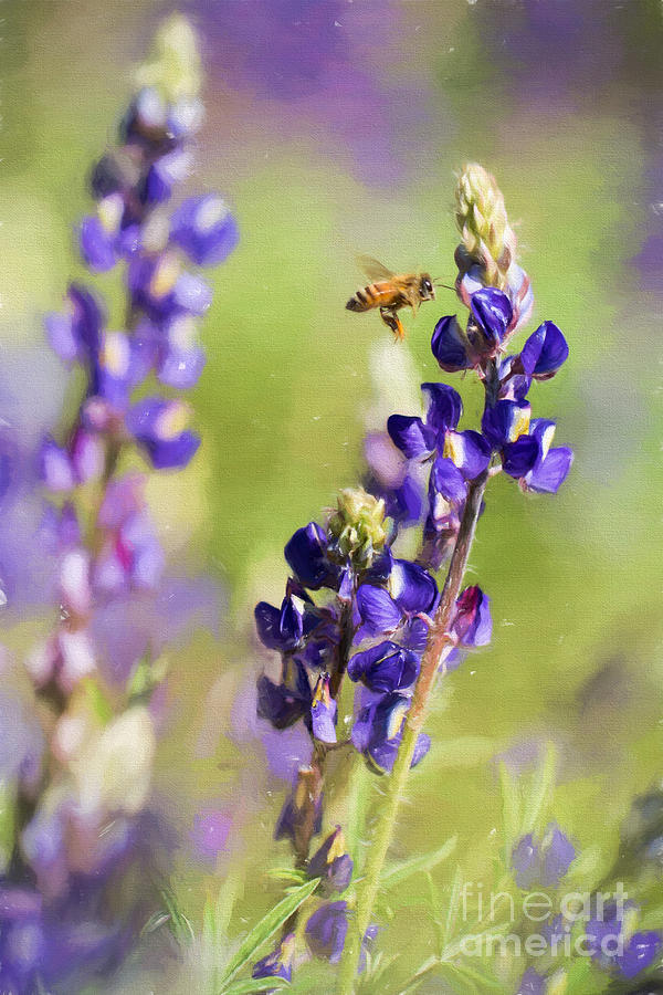 Bee and Lupine Photograph by Marianne Jensen