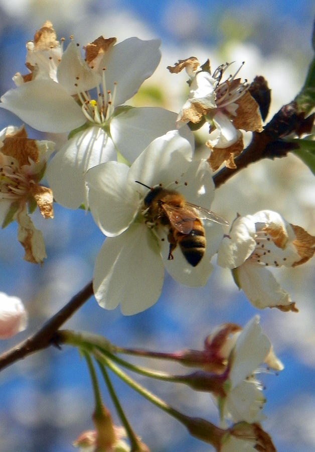 Bee and Pear Blooms Photograph by Sheri McLeroy