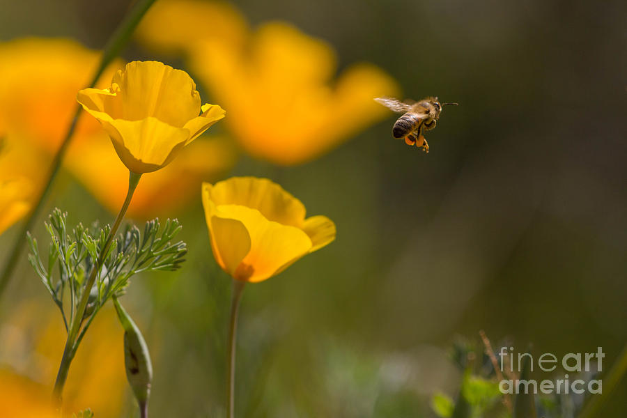 Bee and Poppy Photograph by Marianne Jensen