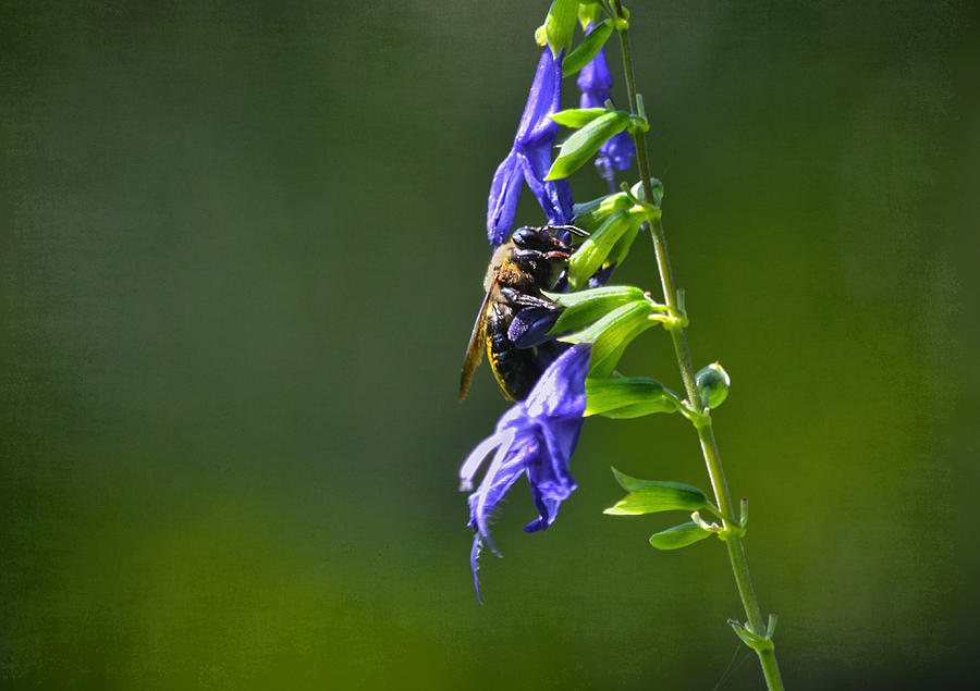 Bee And Purple Flowers Photograph by Sandi OReilly