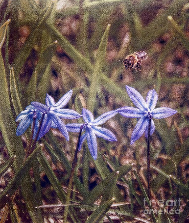 Bee and Squill Photograph by Henry Kowalski