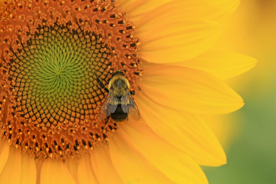 Bee and Sunflower Photograph by Carolyn Derstine