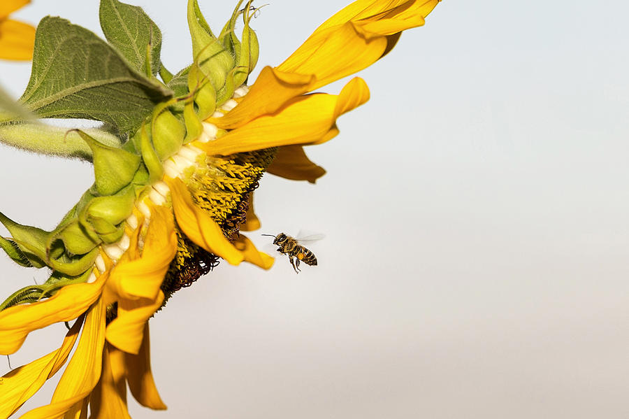 Bee And Sunflower Photograph by Mustafa Otyakmaz
